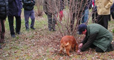 Momento di raccolta tartufo con cane