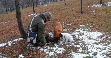 fase di ricerca tartufi con cane